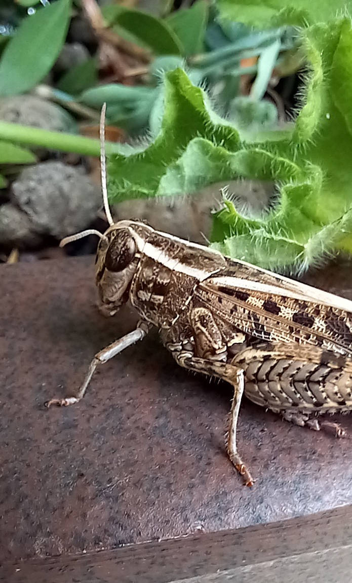 Forrest Insects Forest insect by DRJeandelarose on DeviantArt