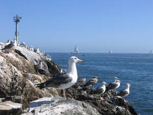 Newport Seagulls