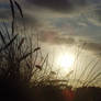 Grasses at sunset