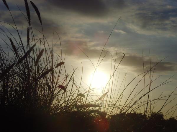 Grasses at sunset