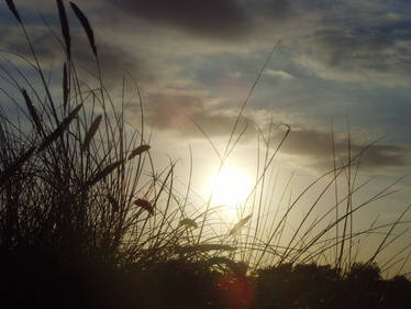 Grasses at sunset