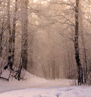 Premade background: Winter forest