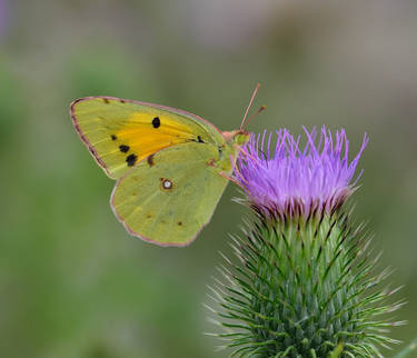 Butterfly on a Thistle