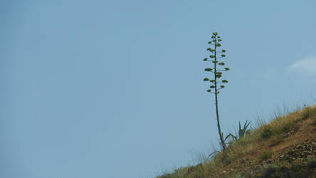 Agave inflorescence