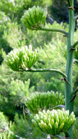 Young agave flowers