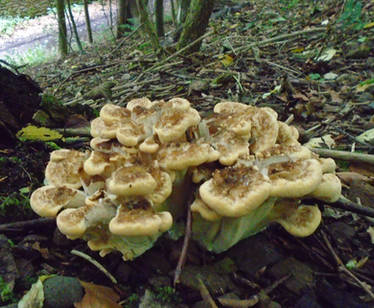 Giant polypore