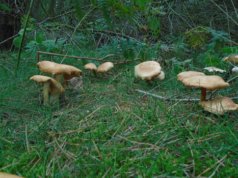 Magical Mushroom Woods