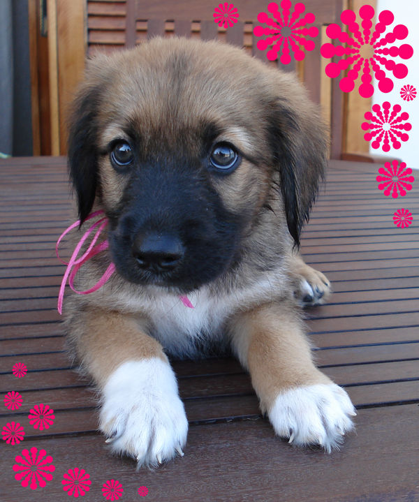 Cute puppy - girl 2
