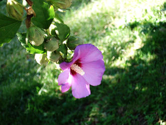 Fucshia Flower