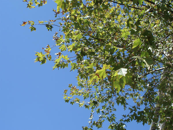 Branches Touch The Sky