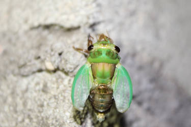 Cicadidae