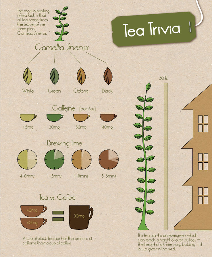 Tea Trivia Infographic by Reese04 on DeviantArt