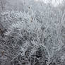 Snowy bush