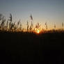 Sunset over reeds
