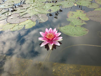 Water lily