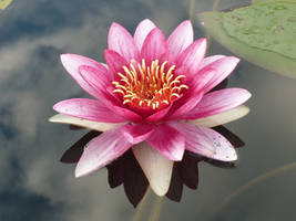 Water lily II