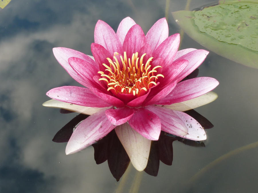 Water lily II