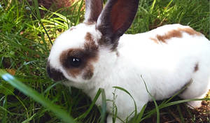 Mini Rex Bunnies for Sale