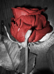 Beautiful rose for a beautiful ... nothing
