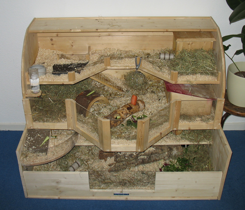 guinea pig home