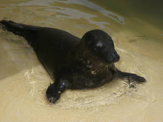 Cute Seal