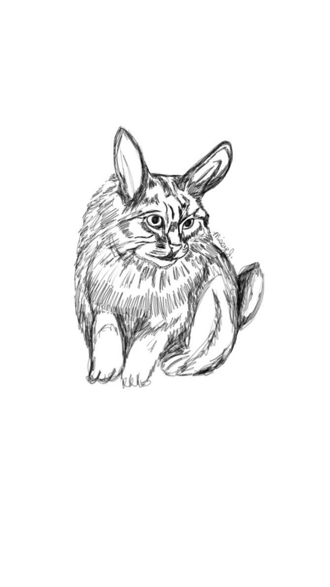 Cabbit (Cat And Rabbit) Sketch by MissyJS on DeviantArt