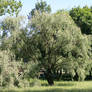 Silvery tree