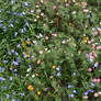 Flower_bed