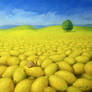 lemon field