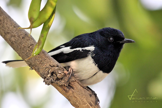 Oriental Magpie Robin