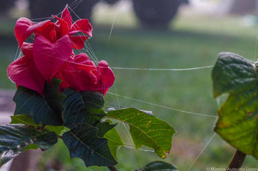 Flowers at the morning