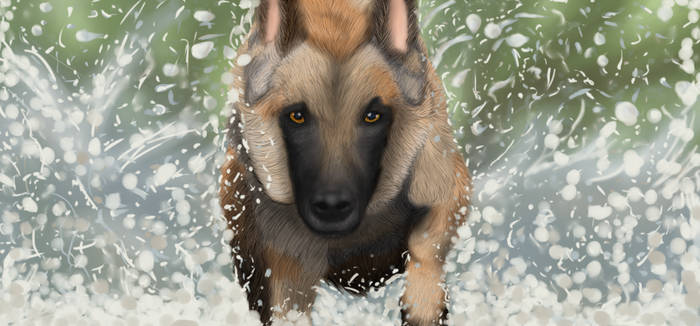 Belgian shepherd - Malinois