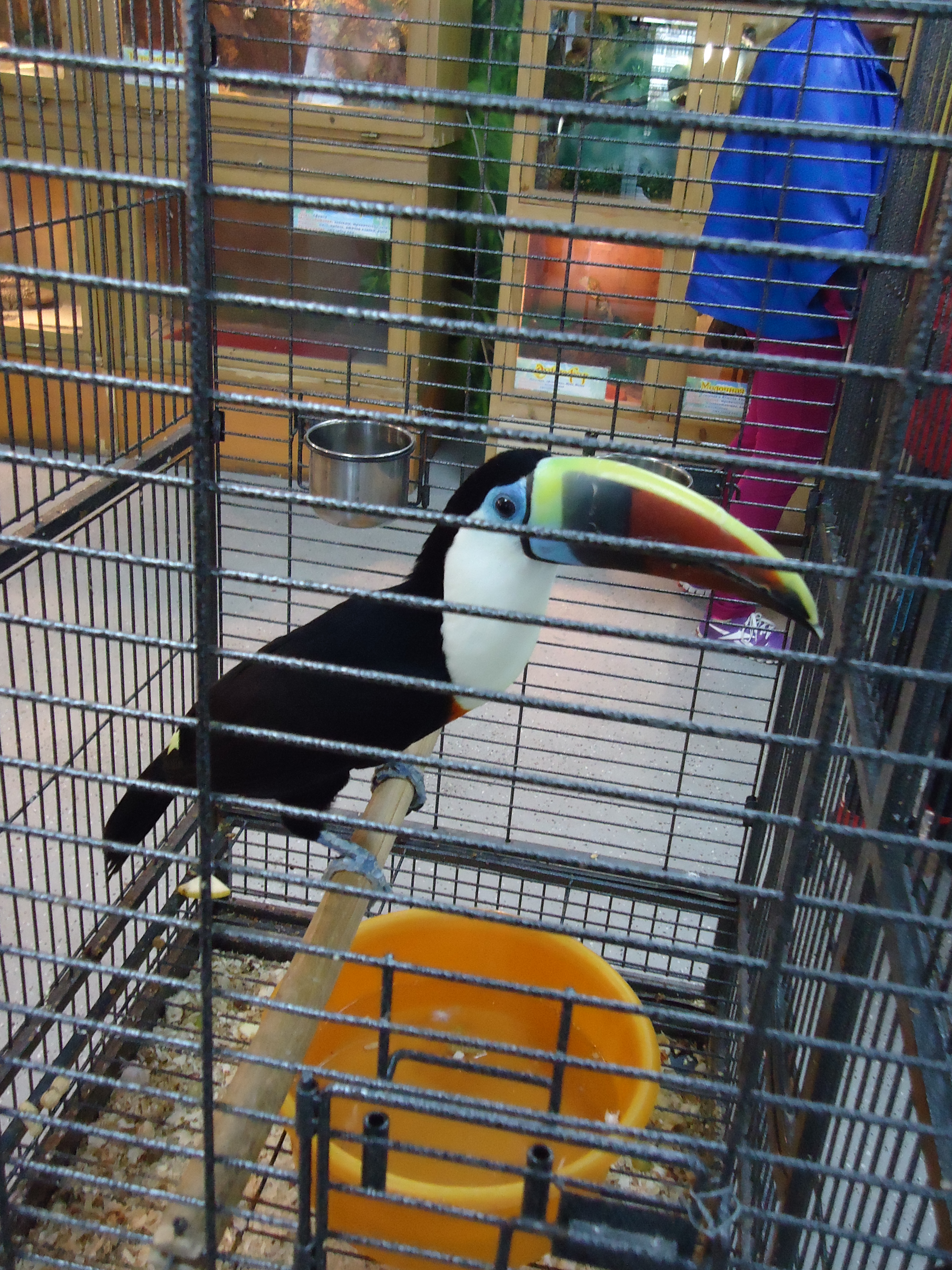 Toucan