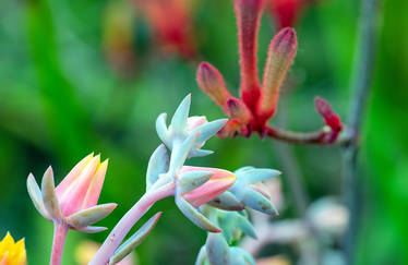 Succulent flower