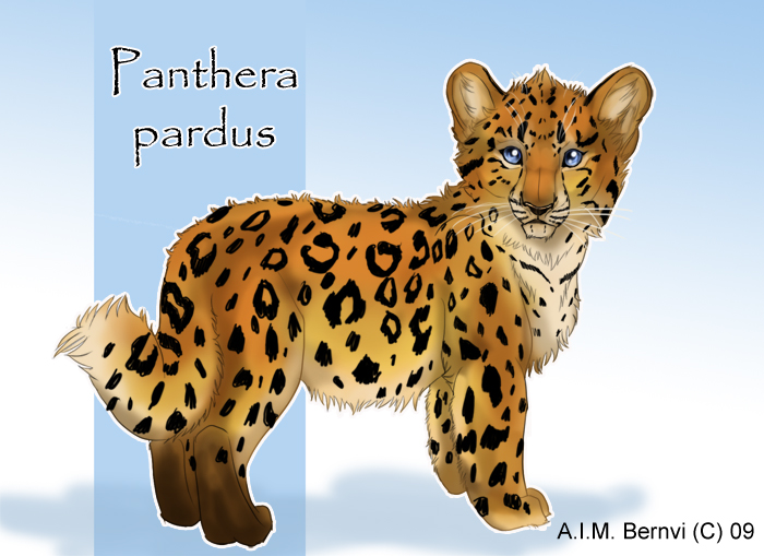 panthera pardus