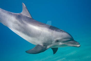 dolphin2