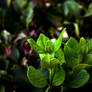 Leaves of Green