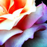 Purple to orange rose