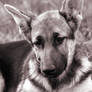 German Shepard