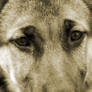 German Shepard Eyes