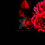 Red Roses