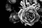 Black and White Rose by mfuld