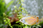 Dwarf Gourami by thebreat