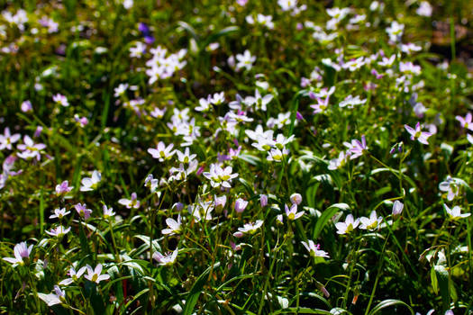 Blooms in the Sun