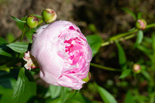 May Peony