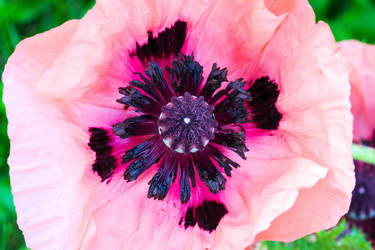 Iceland Poppy