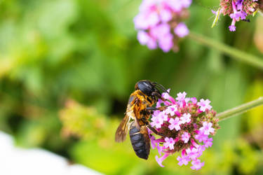 Carpenter Bee on Verbena Blooms