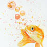 How Goldfish are Born