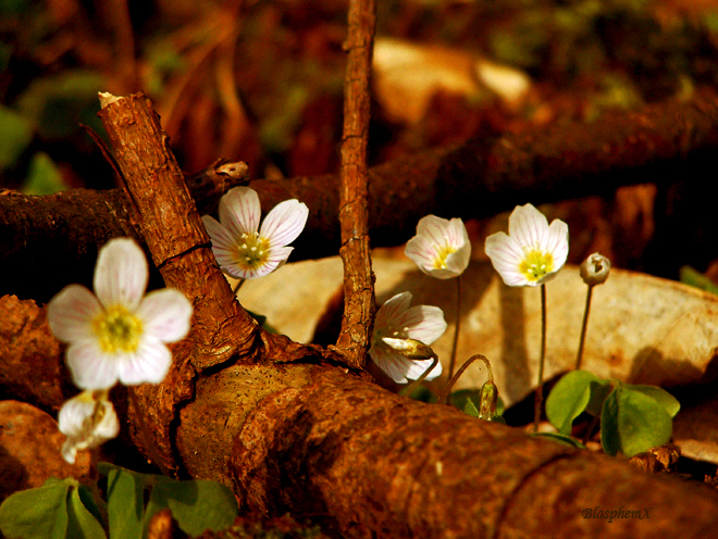 Secret Garden