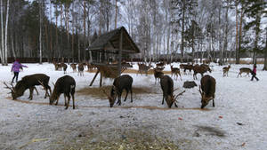 Moose Island has more deer than mooses